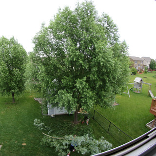 Starting to trim off branches