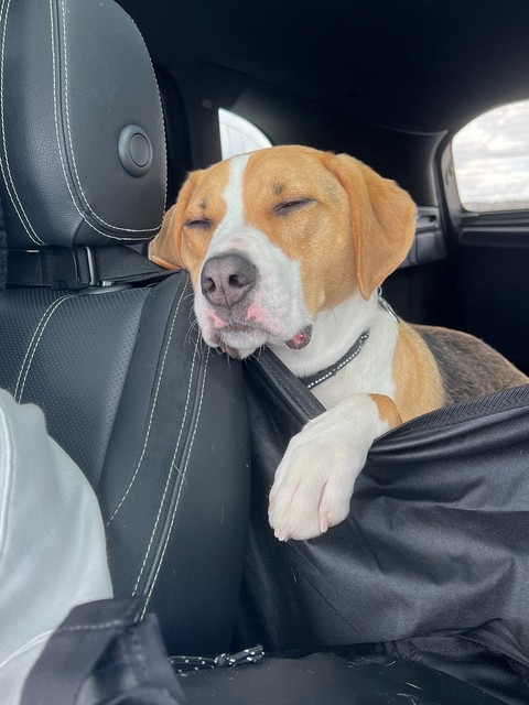 Sleepy boy just wants to be close