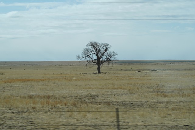 Trying to capture a lone tree at 80 mph