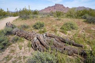 Dead Saguaro