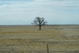 Trying to capture a lone tree at 80 mph