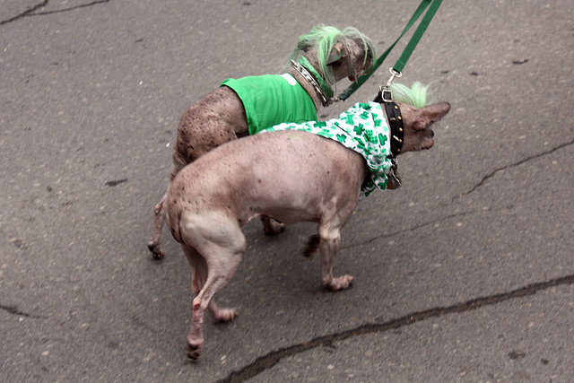 Hairless Dogs with Green Mohawks