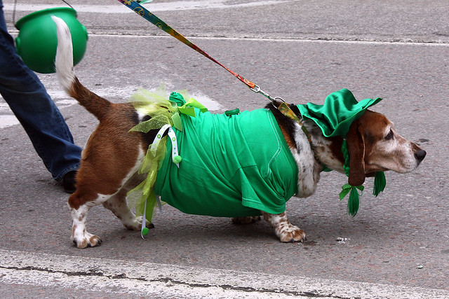 Basset Hound