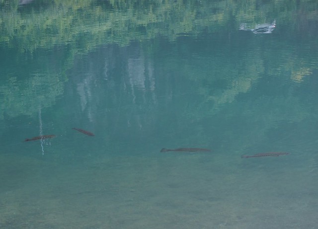 Some lake fish