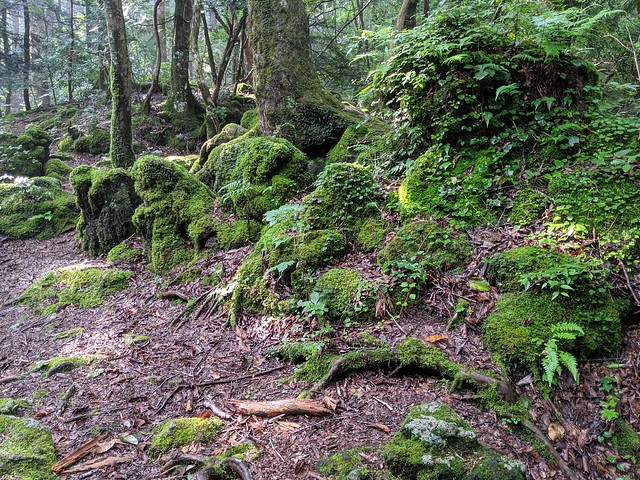 Mossy forest