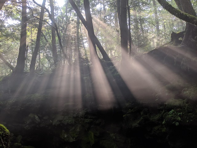 Light shining through the misty forest