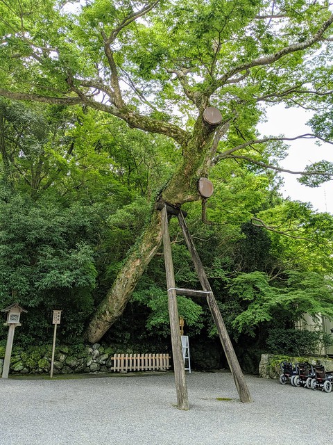 The way this tree is bandaged up with copper and supported was crazy.