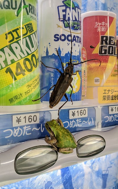 Lil tree frog. Huge bug.