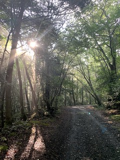 Walkin through the forest