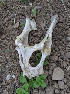 The hip bone connected to ...