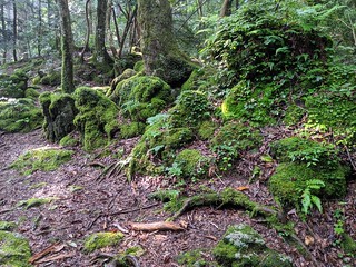 Mossy forest