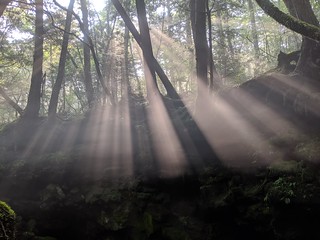 Light shining through the misty forest