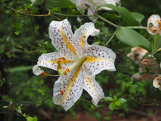 Some crazy flowers on the Suntory campus