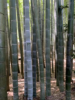 Bamboo!