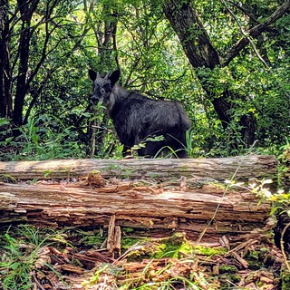 Wildlife - We spotted a Japanese goat antelope while driving through the mountains