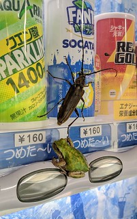 Bug - Lil tree frog. Huge bug.