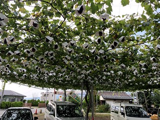 Visiting one of Hiromi's college friends' grape farm