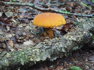 Forest shroom