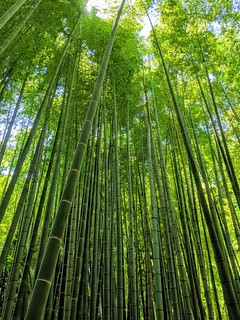 Huge bamboo