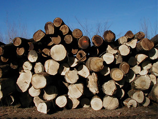 Logs at Sutliff