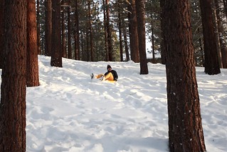Sleddin in the woods