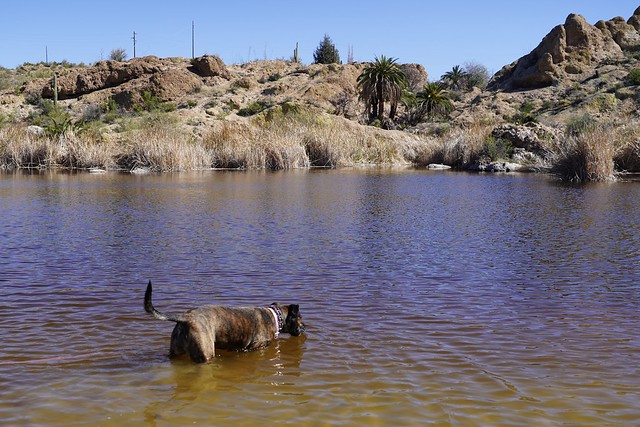 Gema cools of in Ayer lake