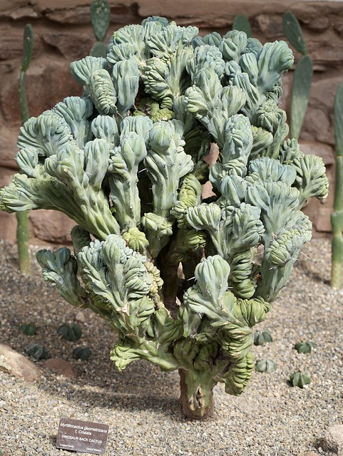 Cactuses are so weird