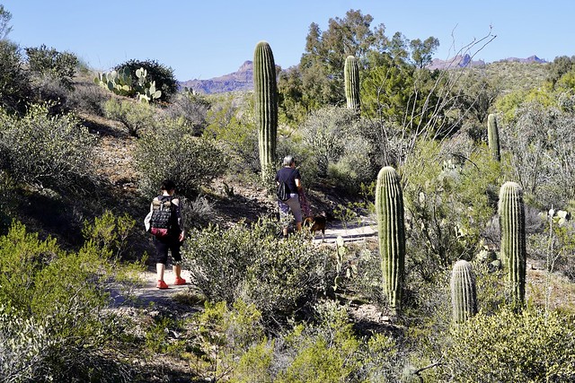 Walkin through these cactuses