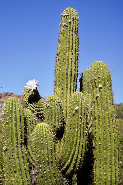 Big ol Saguaro cluster