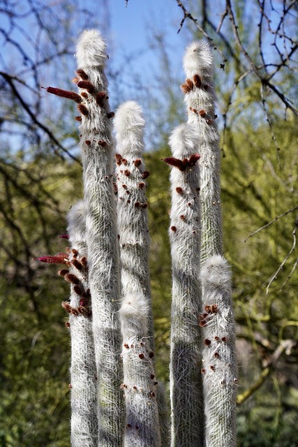 Look at this weird cactus