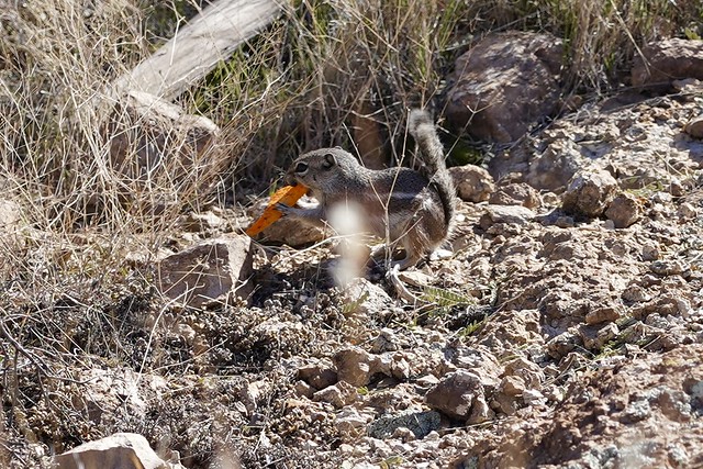 Teresa threw a Dorito to this squirrel