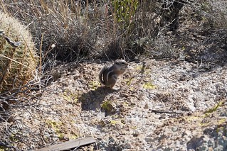 Squirrel - Look at this tiny desert squirrel