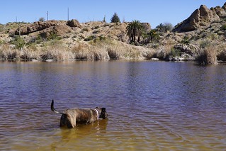 Gemma - Gema cools of in Ayer lake