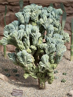 Cactuses are so weird