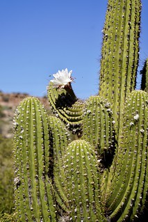 Flowering Saguaro