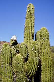Big ol Saguaro cluster