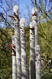 Look at this weird cactus