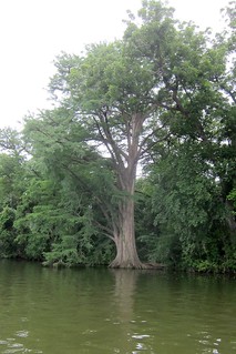 This tree was neat. and monstrous.