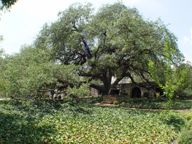 A crazy tree at the Alamo