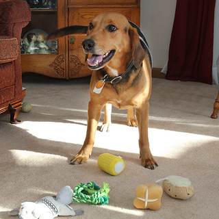 Doggy Thanksgiving dinner
