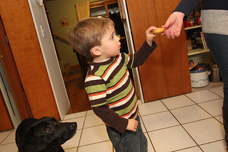 It's fried oreo time