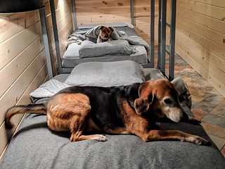 Some dogs on some bunk beds