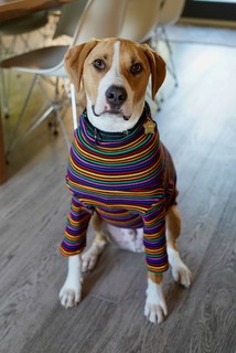Durby got a new sweater, lol