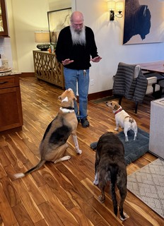 Gemma - Tricks for treats