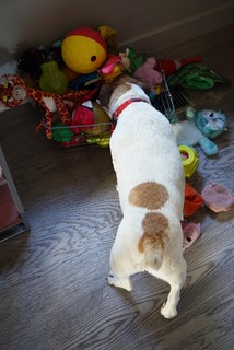 Dogs - Lookin for squeakers