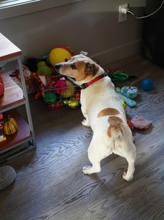 Dogs - Goin for some toys