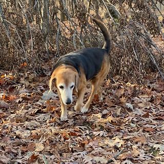 Lots to smell and pee on out here