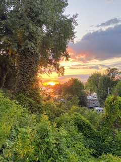 Sunset - Lush growth. Sunset.