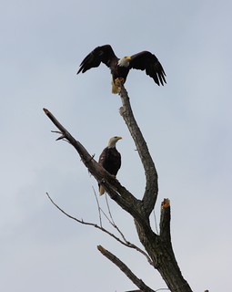 Bald Eagle - Big Boy is out.