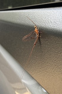 Bug - Shad flies. May flies. Wahtever. I do not miss these things.